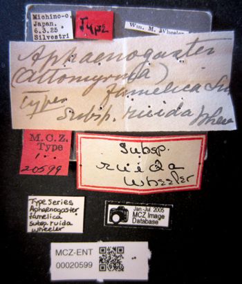 Media type: image;   Entomology 20599 Aspect: labels
